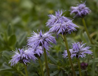 globularia.jpg