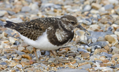 03 March turnstone.JPG