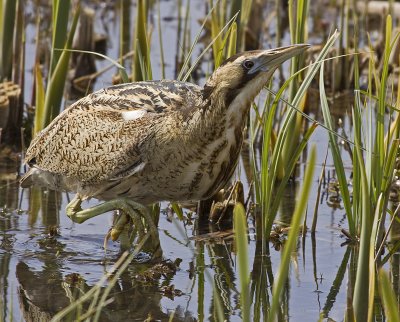 04 April bittern.JPG