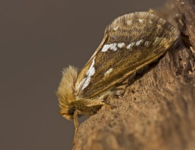 05 May common swift moth.JPG