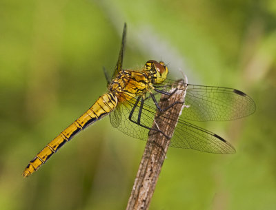 06 June ruddy darter female.JPG