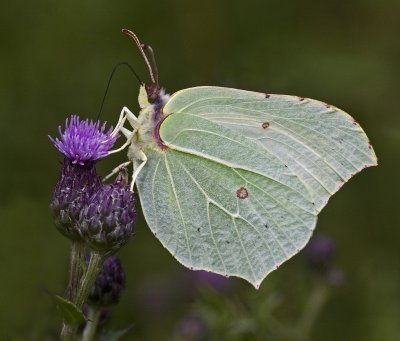 07 July brimstone female.jpg