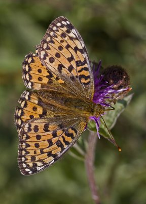 08 August dark green fritillary.JPG