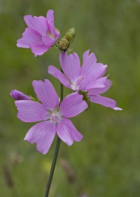 09 September musk mallow.JPG