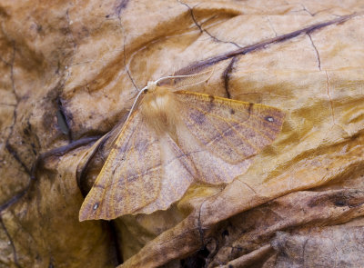 10 October feathered thorn.JPG