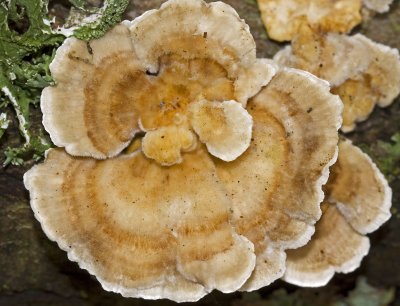 11 november turkey tail.JPG