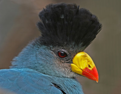  March great blue turaco.jpg