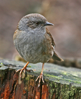  April dunnock.jpg