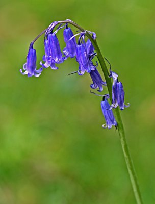  May Bluebell.jpg