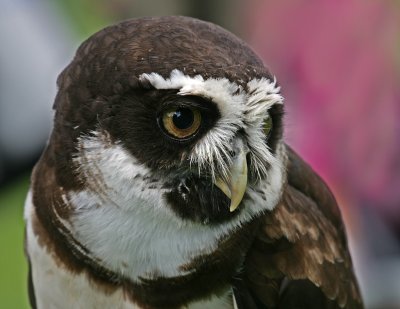 July spectacled owl.jpg