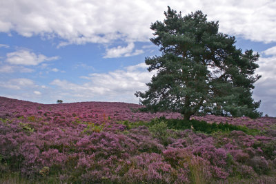  August Heather on Dunwich Heath.jpg