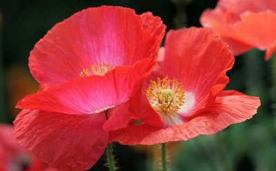 September iceland poppy.jpg