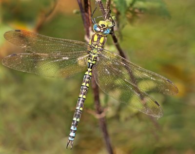  October southern hawker Aeshna cyanea.jpg