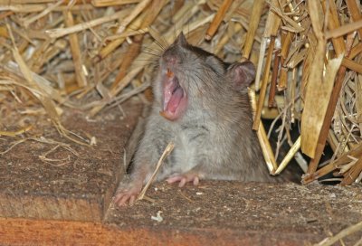  November brown rat yawning.jpg