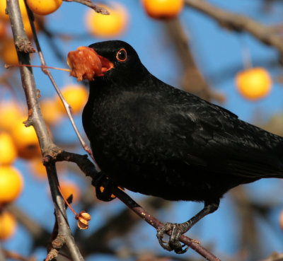  December blackbird and crabapple.jpg