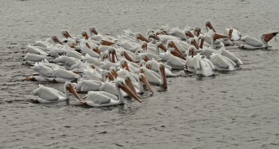 white pelicans.jpg