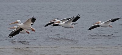 white pelicans in flight.jpg