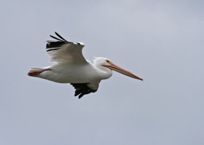 white pelican in flight.jpg