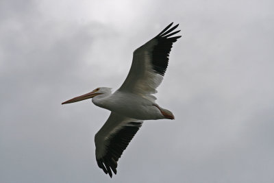 white pelican in flight 2.jpg