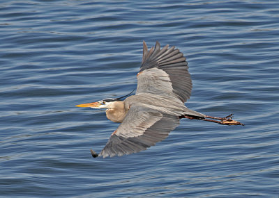 great blue heron in flight 2.jpg