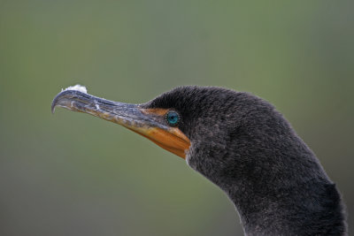 double crested cormorant 3.jpg