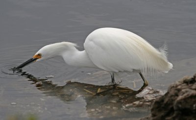 snowy egret.jpg