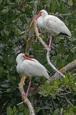 white ibis 2.jpg