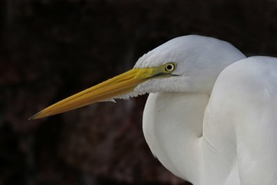 great white egret.jpg