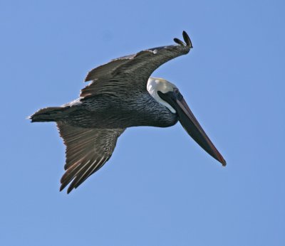 brown pelican flying 2.jpg