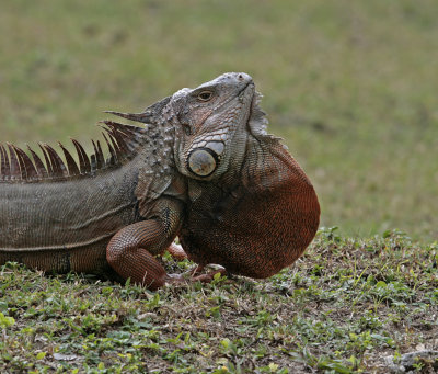 iguana displaying.jpg