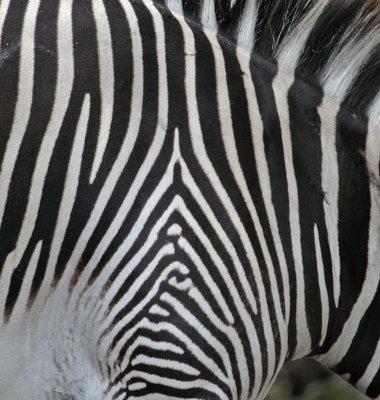 zebra skin pattern.jpg