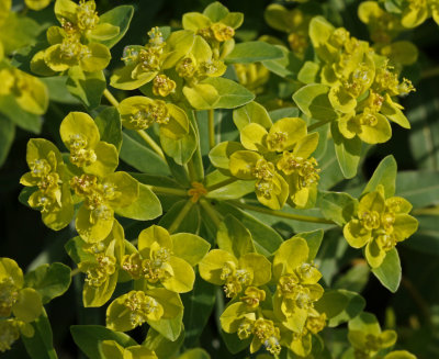 Euphorbia polychroma.jpg
