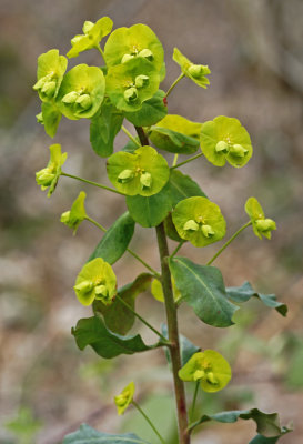 Euphorbia amygdaloides.jpg