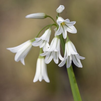 Allium triquetrium 2.jpg