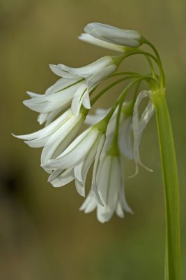 Allium triquetrium.jpg