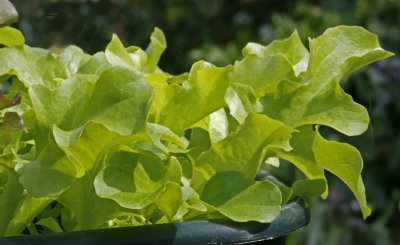 salad bowl lettuce.jpg