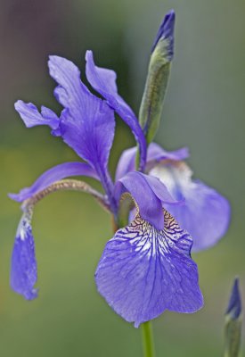Iris sibirica 2.jpg