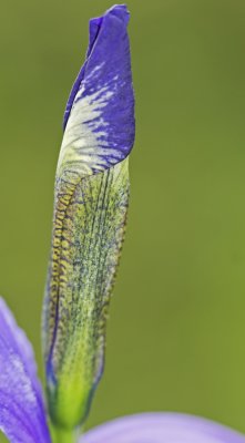 Iris sibirica bud.jpg