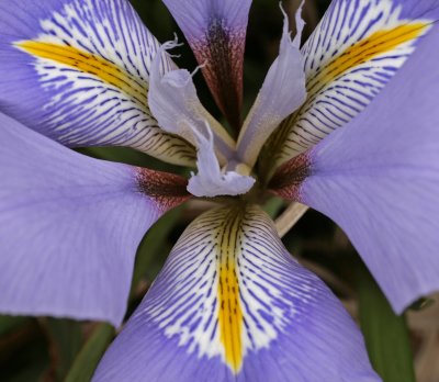 Iris unguicularis 2.jpg