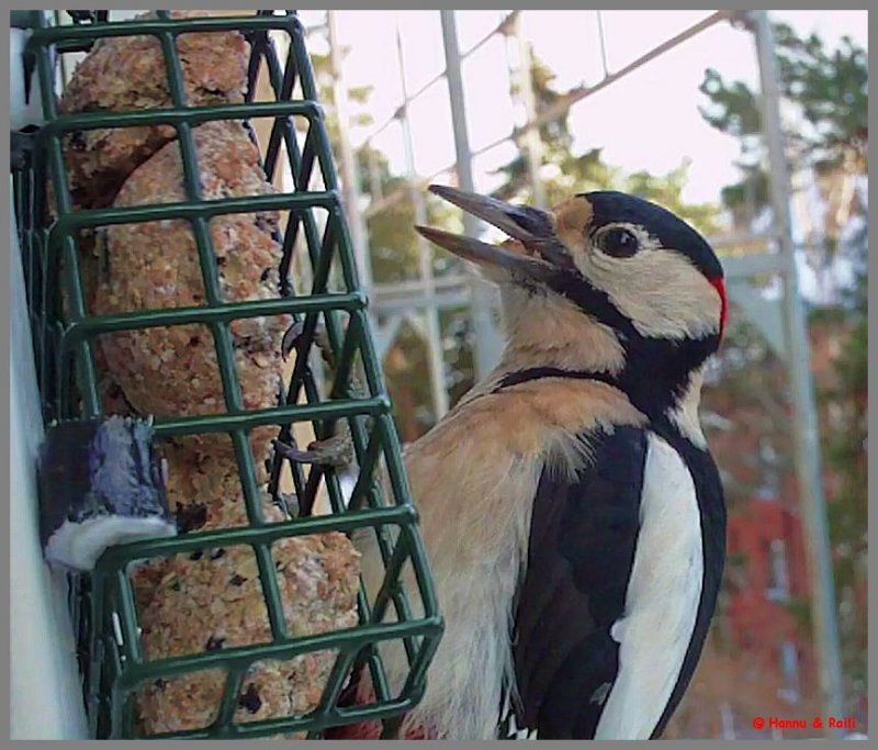 Woodpecker Hackspett 13-46-59.jpg