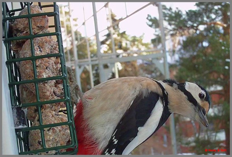 Woodpecker16-52-54.jpg