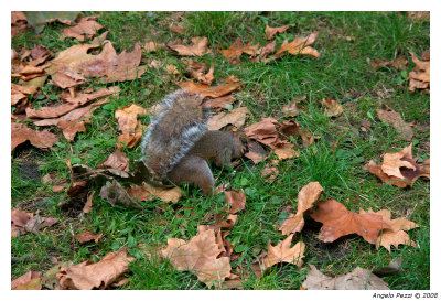Squirrel in the green park