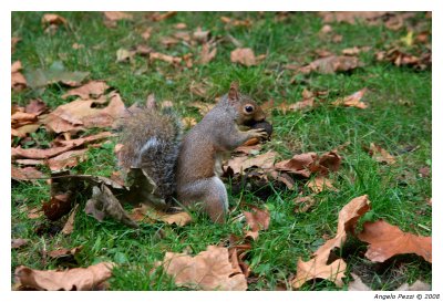 Squirrel in the green park