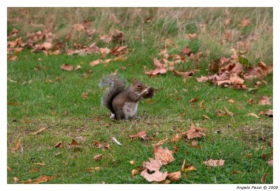 Squirrel in Kensington Gardens