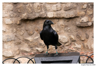 Crow in Tower of London