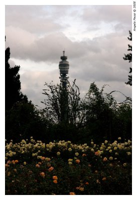 Strange plant in Regent's Park