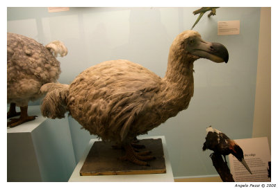 Dodo in Natural History Museum