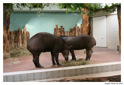 Berliner Zoo