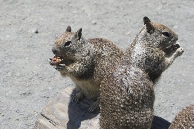Squirrels Eating Granola Bars