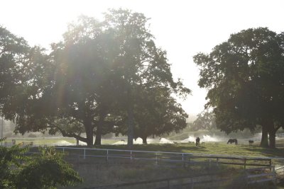 Horses and Sprinklers